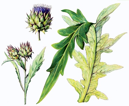 artichaut pour chevaux plante et feuilles