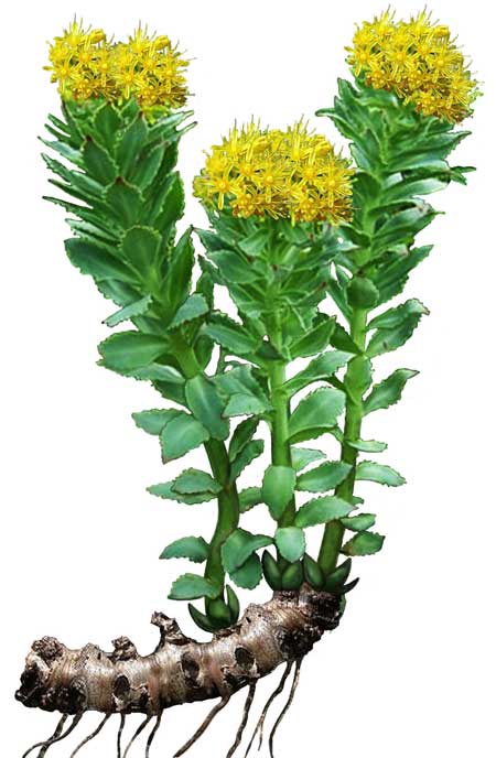 rhodiola pour chevaux